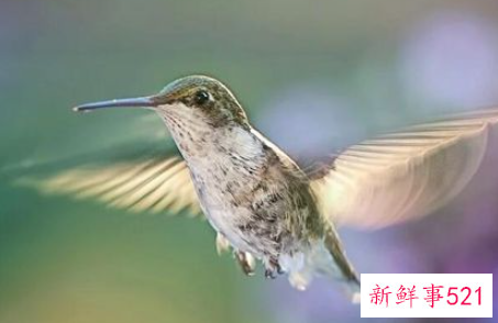 梦见鸟在飞是什么意思