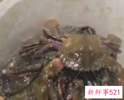 女人梦见活螃蟹在水里什么预兆