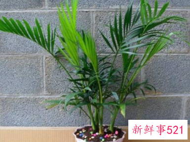 散尾葵适合放卧室吗