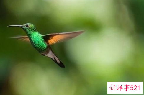 梦见鸟在飞是什么意思