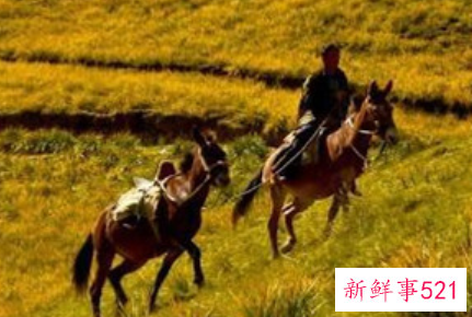 六畜是指哪六个生肖