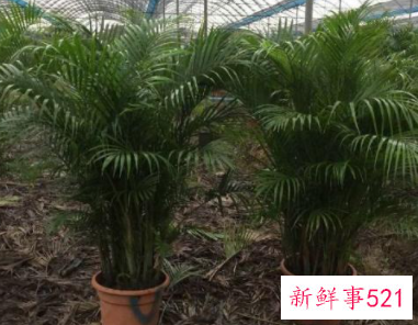 散尾葵适合放卧室吗