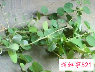 金钱草的功效与作用和主治