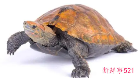 十大最好养的乌龟