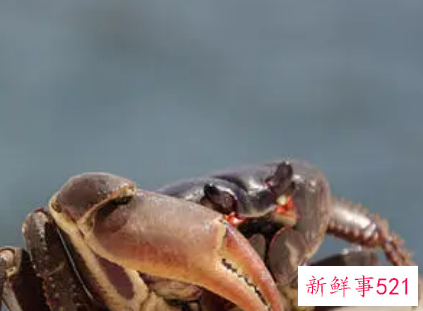 女人梦见活螃蟹在水里什么预兆