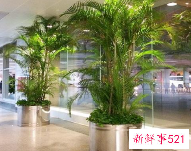 散尾葵适合放卧室吗