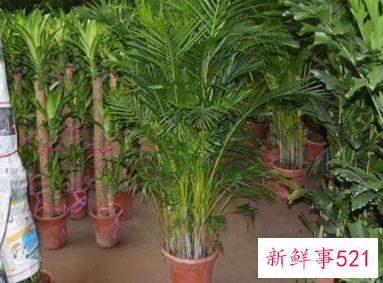 散尾葵适合放卧室吗