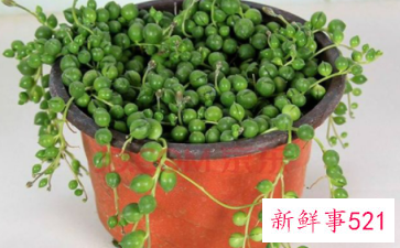 珍珠吊兰的繁殖方法