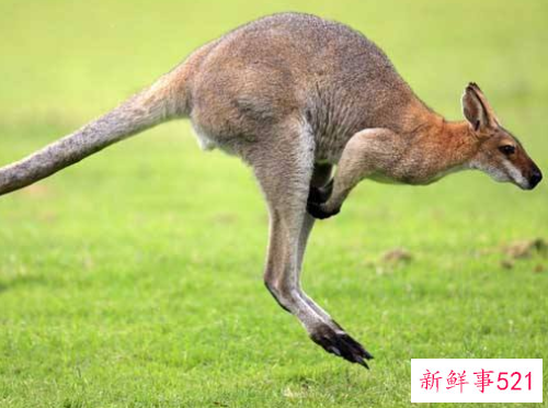 动物的尾巴都有什么作用