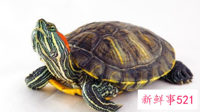 十大最好养的乌龟