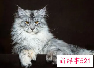 梦见好多的猫