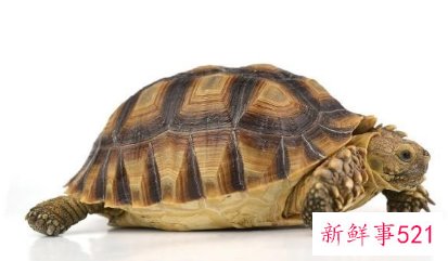 十大最好养的乌龟