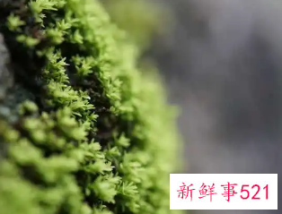 照片涂抹感严重