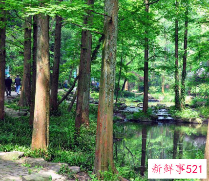 梦见园林中树木茂盛