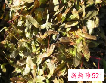 五角枫的种子处理方法