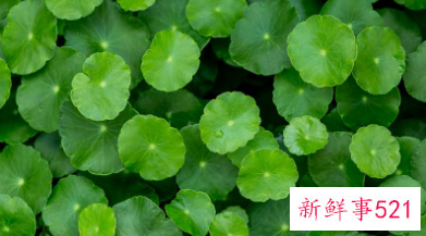 金钱草的功效与作用和主治