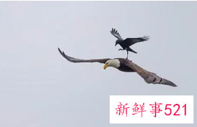 梦见乌鸦画着圆圈飞翔是什么寓意