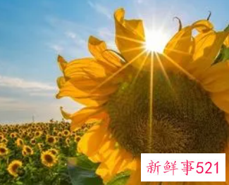 代表太阳和希望的名字