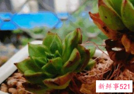 多肉生气根是怎么回事