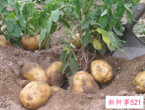 营养丰富的蔬菜有哪些