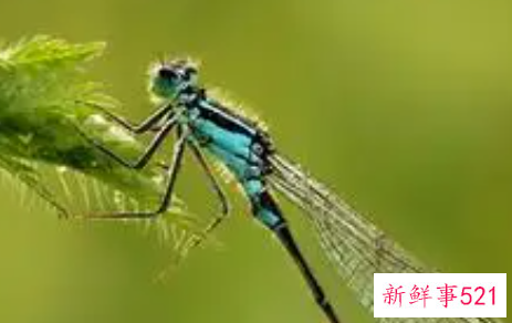 梦见蜻蜓有什么意思