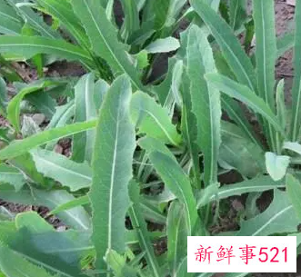 野苦麻菜的功效与作用