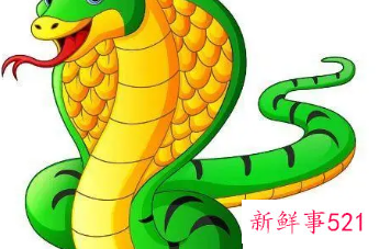 1977年属蛇人的幸运数字