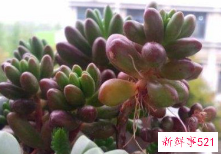 多肉生气根是怎么回事