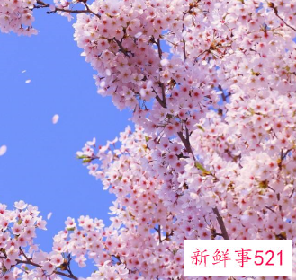 代表妇女的花语