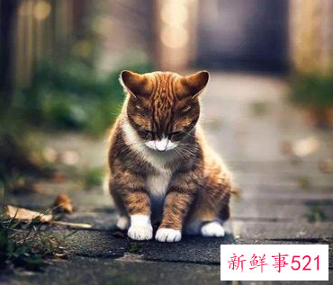 狮子男不喜欢一个人的表现