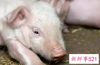 梦见卖小母猪有什么意思