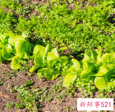 营养丰富的蔬菜有哪些