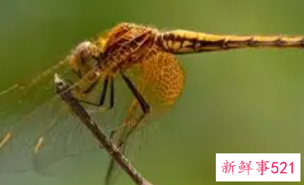梦见蜻蜓有什么意思