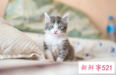 梦见猫粘着我而且很亲密