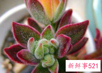 多肉的功效与好处