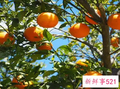 蜜柑的功效与作用禁忌