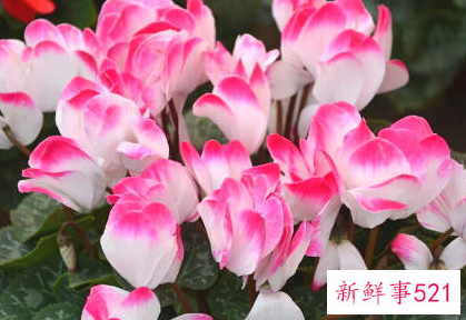 家里养什么花风水好,招财,身体好