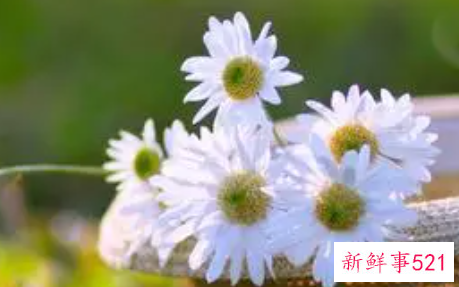 洋甘菊护肤品究竟有哪一些