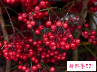 适合春节摆放的鲜花