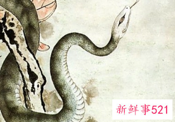 1977年属蛇人的幸运数字