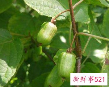 小猕猴桃叫什么枣
