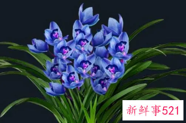 蓝色高雅的叫法