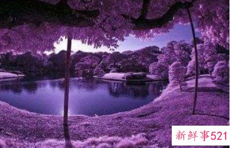 爱情中紫色代表什么