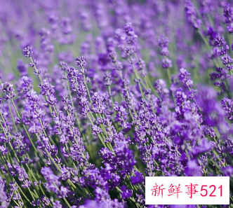 代表妇女的花语