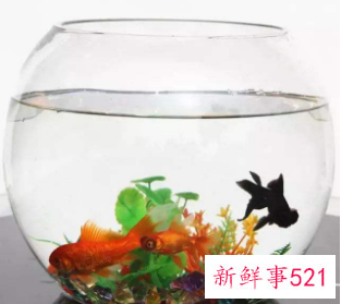 家里养鱼有什么注意的