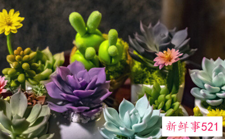 多肉的功效与好处