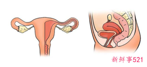 梦见子宫是什么意思呢