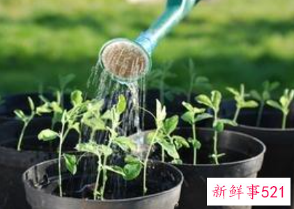 盆花浇水的三种方法