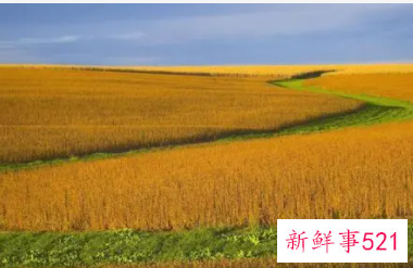 家乡的秋天800字作文