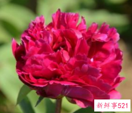 水性杨花的三大生肖女